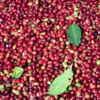 +256790560642 organic, fair trade Robusta coffee farm Nicosia, Brasília, Asuncion