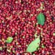 +256790560642 organic, fair trade Robusta coffee farm Nicosia, Brasília, Asuncion
